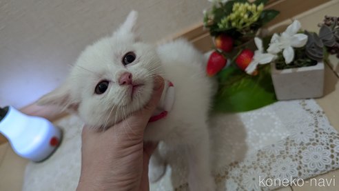 成約済の広島県のその他の猫種-97409の60枚目