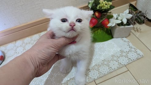 成約済の広島県のその他の猫種-97409の58枚目