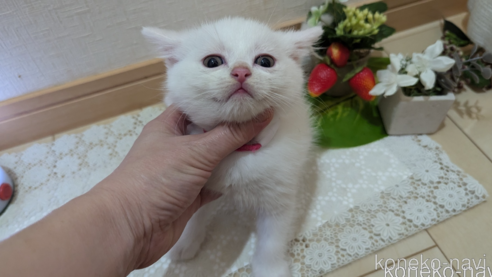 成約済の広島県のその他の猫種-97409の57枚目