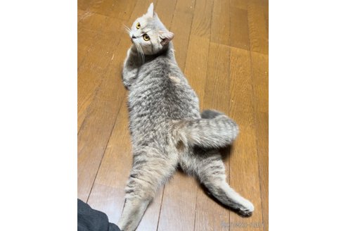 ののスコティッシュフォールド-