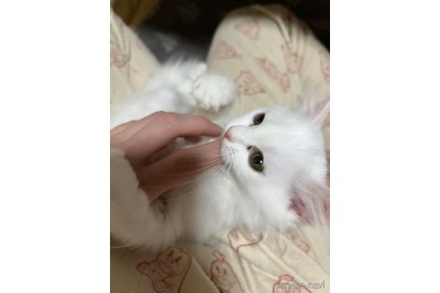 成約済の埼玉県のミックス-95248の5枚目