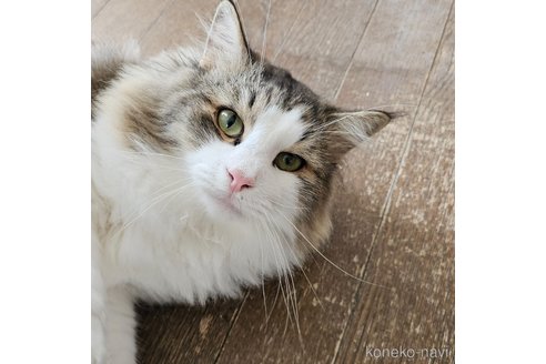 成約済の兵庫県のノルウェージャンフォレストキャット-100264の2枚目