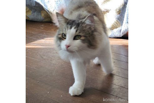 成約済の兵庫県のノルウェージャンフォレストキャット-100264の3枚目