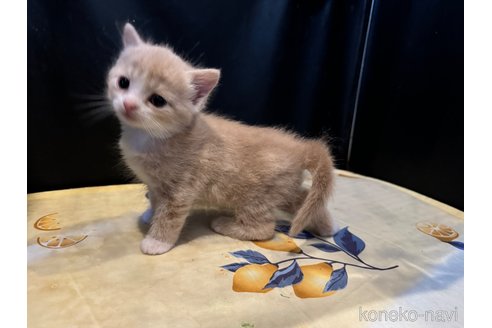 成約済の埼玉県のスコティッシュフォールド-99997の2枚目