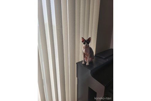 Victoriaちゃん1枚目
