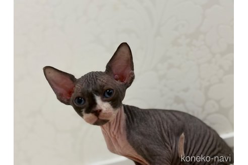 成約済の福岡県のエルフキャット-100283の6枚目