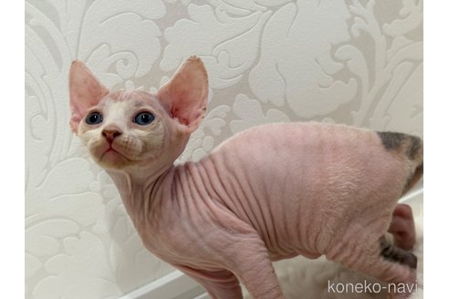 成約済の福岡県のエルフキャット-100284の3枚目