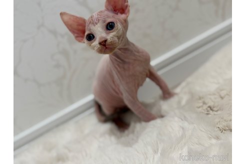 成約済の福岡県のエルフキャット-100284の6枚目