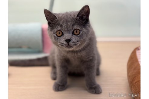成約済の神奈川県のブリティッシュショートヘア-98449の3枚目