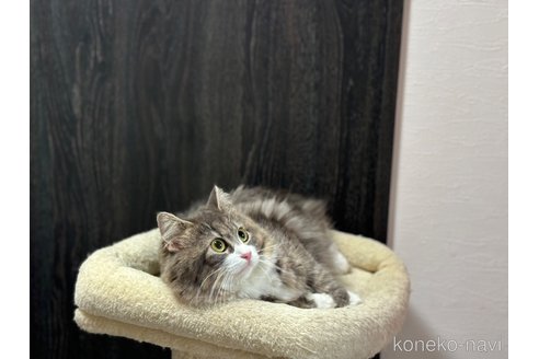 エッセちゃん1枚目