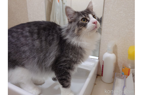 成約済の埼玉県のノルウェージャンフォレストキャット-82833の2枚目