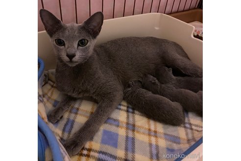 ラブちゃんちゃん1枚目