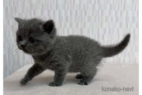 成約済の千葉県のブリティッシュショートヘア-100329の2枚目