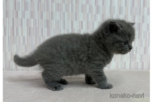 成約済の千葉県のブリティッシュショートヘア-100329の3枚目