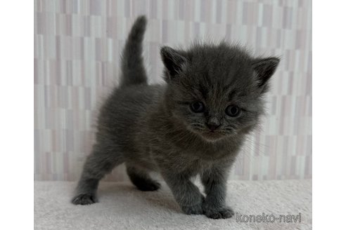 成約済の千葉県のブリティッシュショートヘア-100330の2枚目