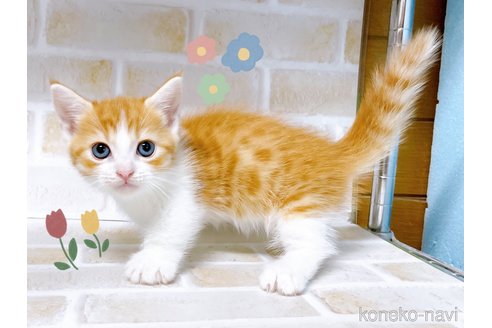 成約済の東京都のマンチカン-100332の6枚目