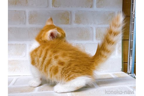 成約済の東京都のマンチカン-100332の2枚目