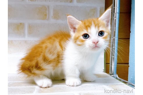 成約済の東京都のマンチカン-100332の3枚目