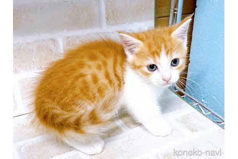 成約済の東京都のマンチカン-100332の4枚目