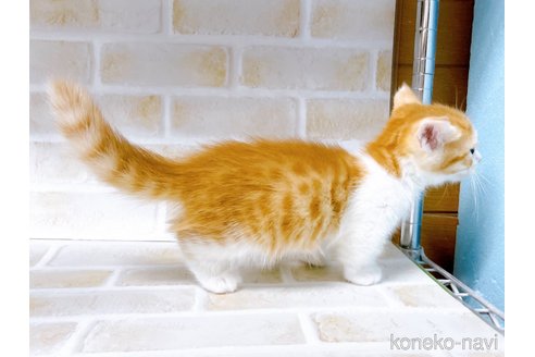 成約済の東京都のマンチカン-100332の5枚目