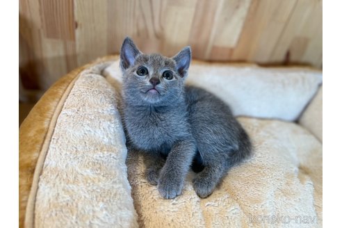 成約済の長野県のロシアンブルー-100340の5枚目
