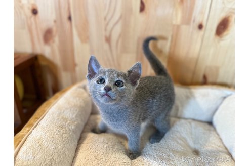成約済の長野県のロシアンブルー-100343の5枚目