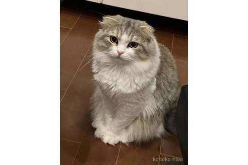の埼玉県の-