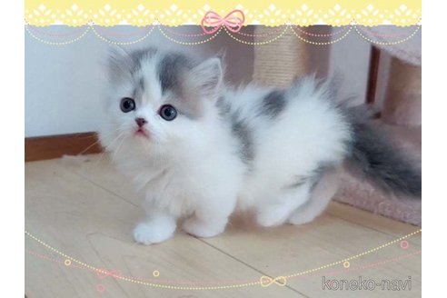 成約済の愛媛県のミヌエット(短足)-100379の5枚目