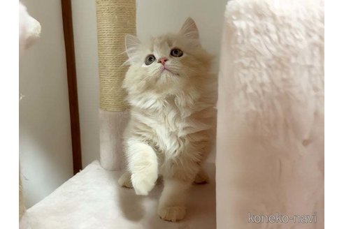 成約済の愛媛県のスコティッシュフォールド-100381の4枚目
