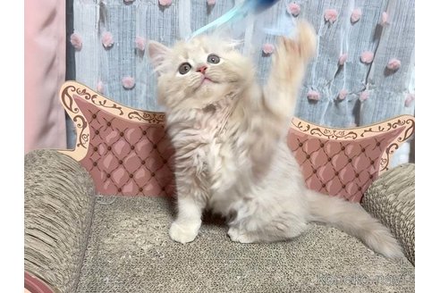 成約済の愛媛県のスコティッシュフォールド-100381の5枚目