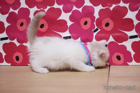 成約済の東京都のマンチカン-100393の2枚目