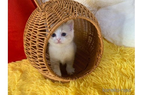 成約済の大阪府のスコティッシュフォールド-100396の5枚目