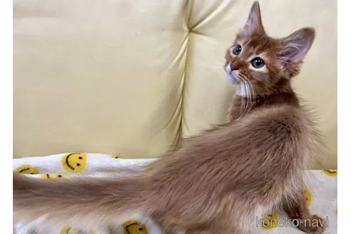 成約済の静岡県のソマリ-100399の2枚目