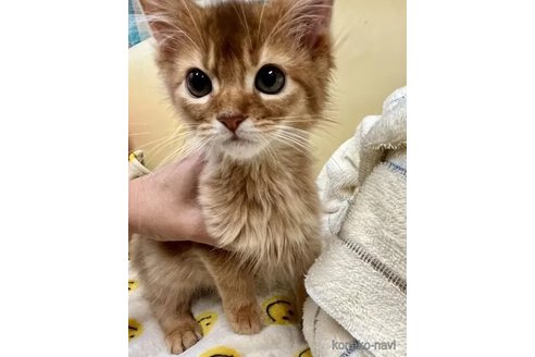 成約済の静岡県のソマリ-100401の5枚目