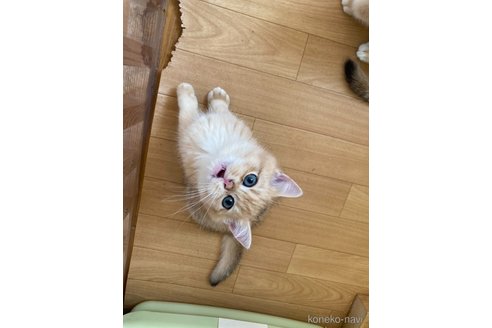 成約済の三重県のブリティッシュショートヘア-100415の5枚目