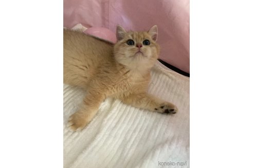 成約済の三重県のブリティッシュショートヘア-100415の6枚目