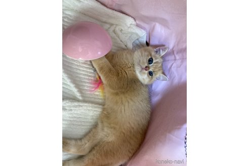 成約済の三重県のブリティッシュショートヘア-100415の7枚目