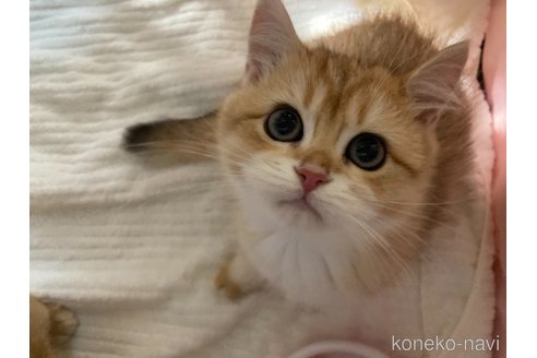 成約済の三重県のブリティッシュショートヘア-100416の4枚目