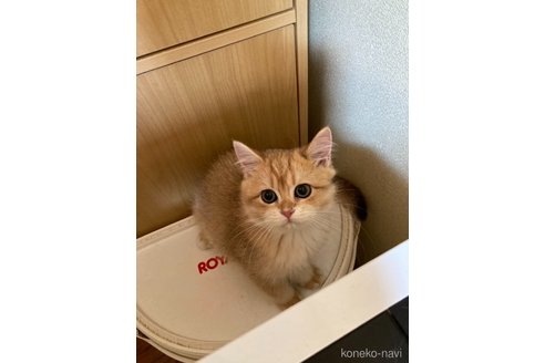 成約済の三重県のブリティッシュショートヘア-100416の5枚目