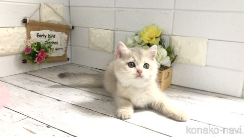 成約済の埼玉県のブリティッシュショートヘア-96682の5枚目