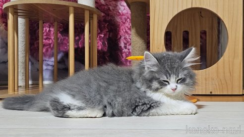 成約済の埼玉県のサイベリアン-97490の5枚目