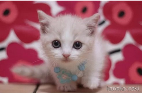 成約済の東京都のマンチカン(短足)-100466の2枚目