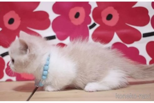 成約済の東京都のマンチカン(短足)-100466の3枚目