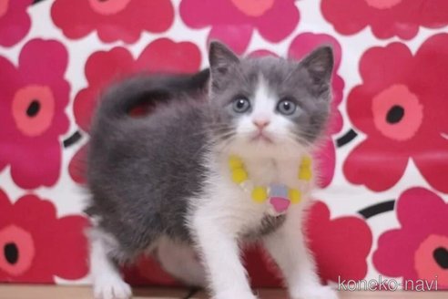 成約済の東京都のマンチカン-100467の2枚目