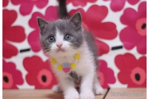 成約済の東京都のマンチカン-100467の3枚目