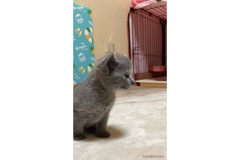 成約済の埼玉県のロシアンブルー-100090の3枚目