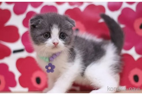 成約済の東京都のスコティッシュフォールド(折れ耳)-100478の3枚目