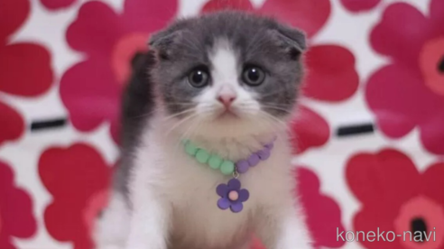 成約済の東京都のスコティッシュフォールド(折れ耳)-100478の1枚目