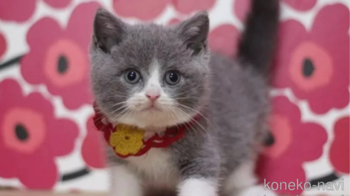 成約済の東京都のブリティッシュショートヘア-100480の1枚目