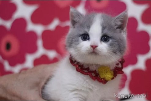 成約済の東京都のスコティッシュフォールド-100482の5枚目